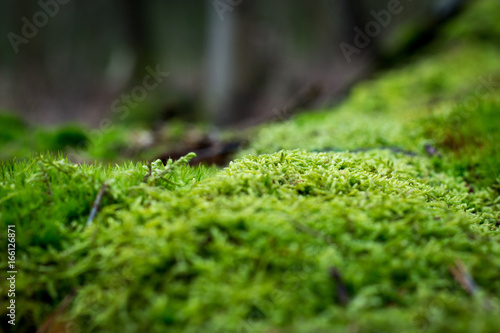 moss