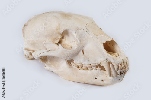 Black Bear Skull (Ursus americanus)