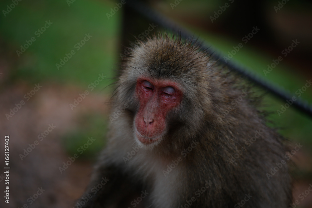Japanese macaques Japanese macaques