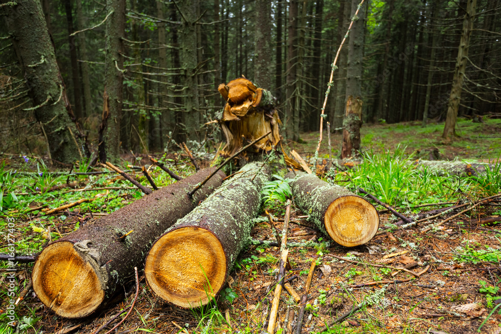 Fototapeta premium heap of pine trunks in a forest