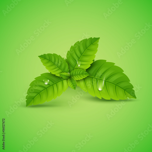 Fresh mint leaf. Vector menthol healthy aroma. Herbal nature plant. Spearmint green leafs