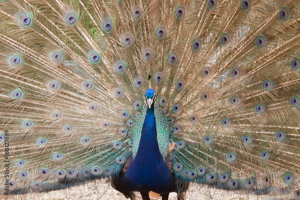 Fototapeta premium Paon bleu en gros plan faisant la roue