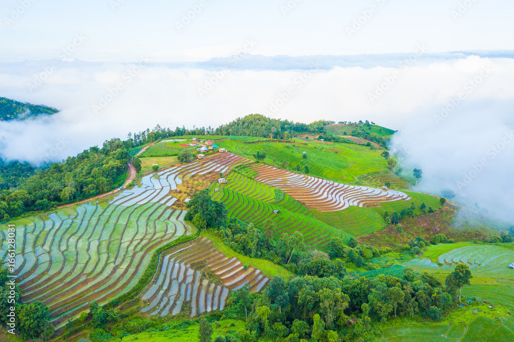 Aerial top view photo from flying drone of green rice fields in countryside Land with grown plants of paddy and sea of fog at Pa Pong Piang, Thailand Aerial top view photo from flying drone of green rice fields in countryside Land with grown plants of paddy and sea of fog at Pa Pong Piang, Thailand