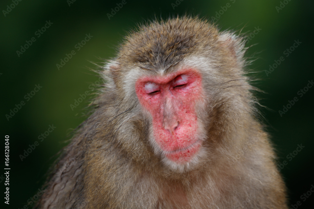 Japanese macaques