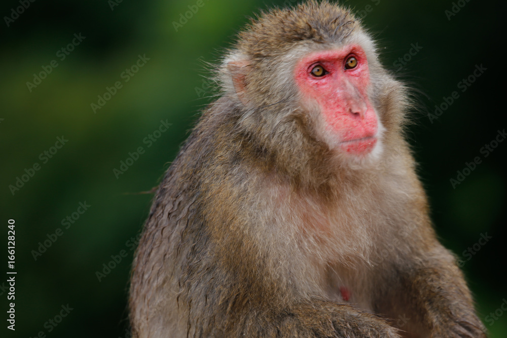 Japanese macaques