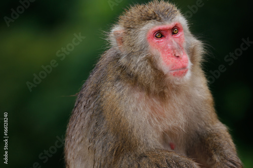 Japanese macaques