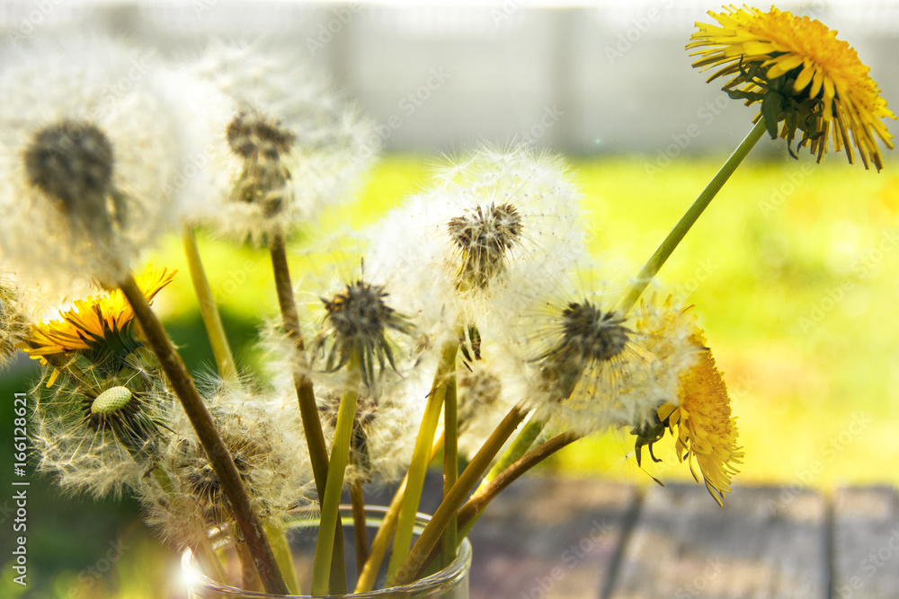 Obraz premium Dandelion seeds