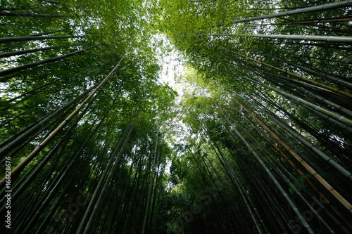 arashiyama   .bamboo