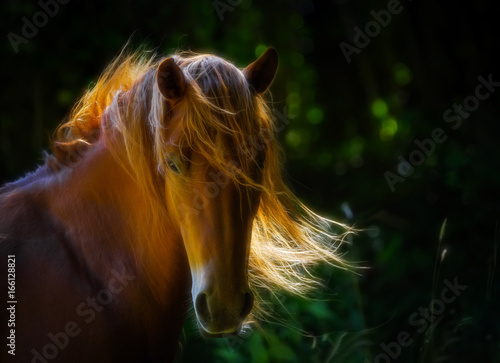 Fototapeta Naklejka Na Ścianę i Meble -  Horse - Cheval