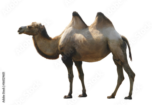 Camel isolated