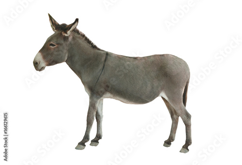 Donkey isolated
