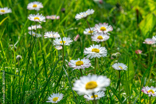 Grass field full of herbs and wild flowers