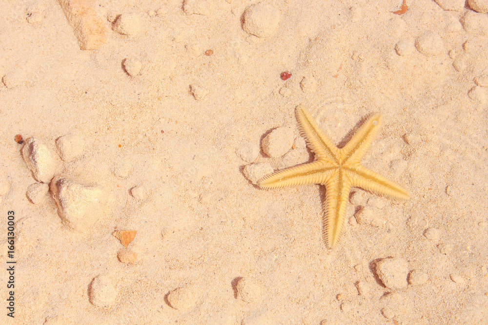 Starfish on the Beach / Starfish on the Beach with Sand in the background Starfish on the Beach / Starfish on the Beach with Sand in the background