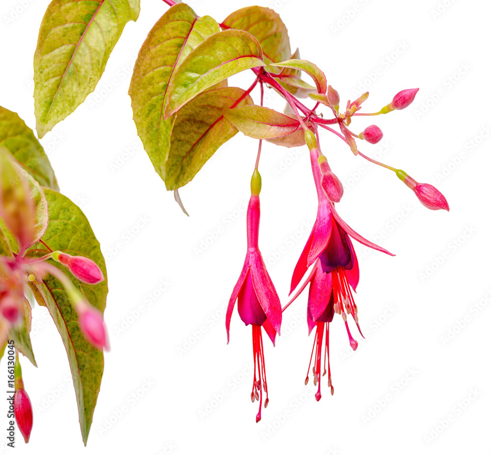 Obraz premium blooming hanging twig in shades of dark red fuchsia variegated is isolated on white background, Magellanica, close up