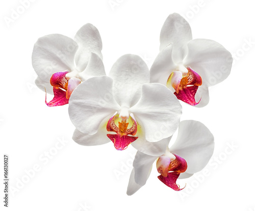 Fototapeta Naklejka Na Ścianę i Meble -  blooming  beautiful white with red orchid, phalaenopsis isolated on white background, close up