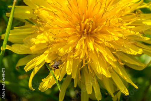 Yellow dandelion flower with small fly