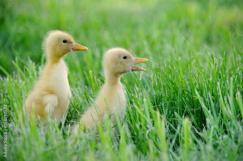 Small duck on a green field