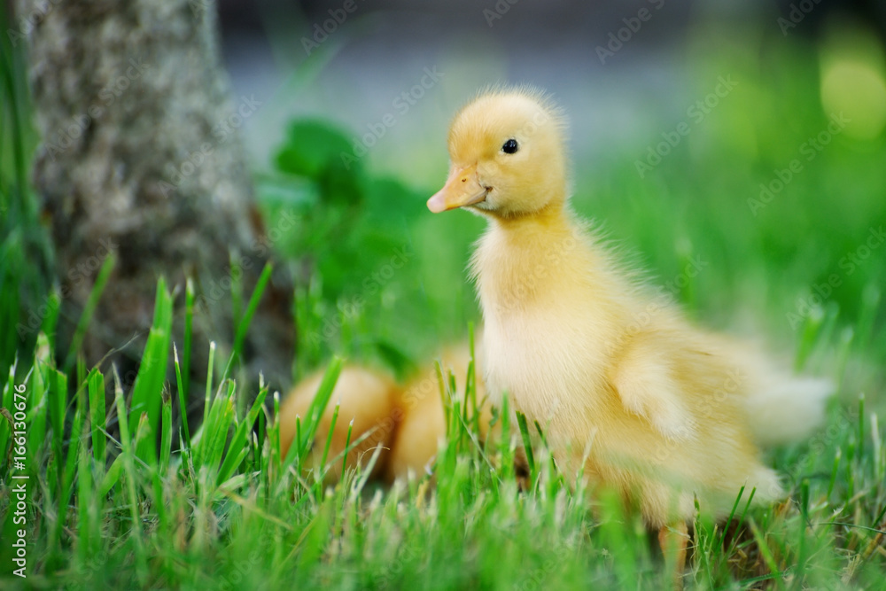 Small duck on a green field