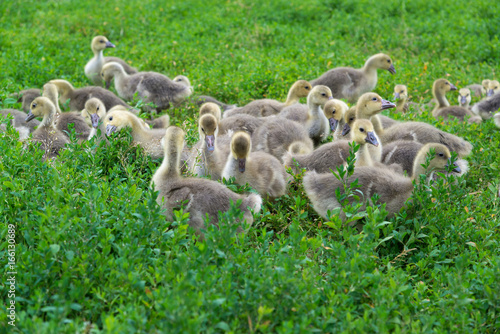 Young geese stand in green grass © olgavolodina