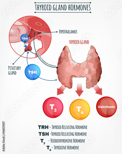 Endocrine System Image