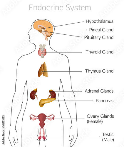 Endocrine System Image photo