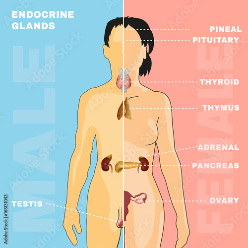 Endocrine System Image