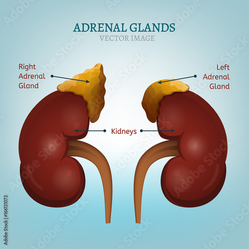 Adrenal Glands Image
