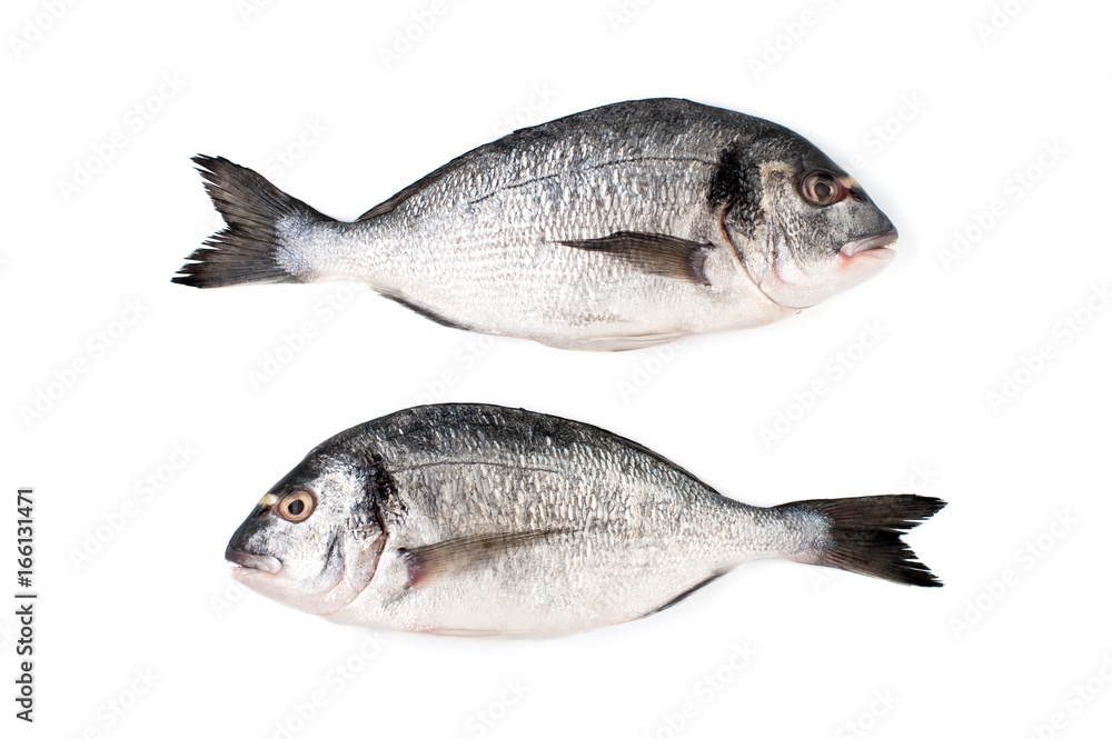 Two fresh Dorado fish on a white background. Isolated..