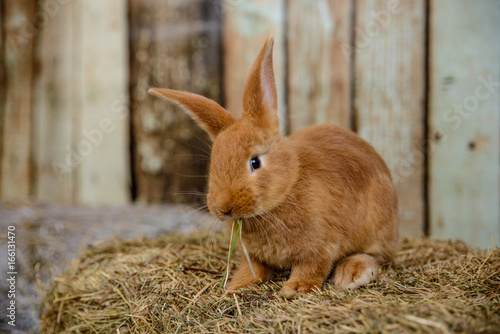 red little rabbit with long ears in the manger