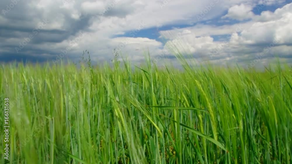 green wheat field and sunny day.Belarusian Country green wheat field and sunny day.Belarusian Country