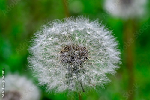 Fototapeta Naklejka Na Ścianę i Meble -  Dandelion flower head full of seeds
