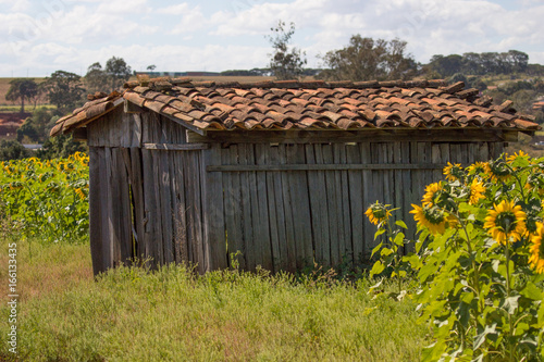 Old toolshed in sunflower plantation