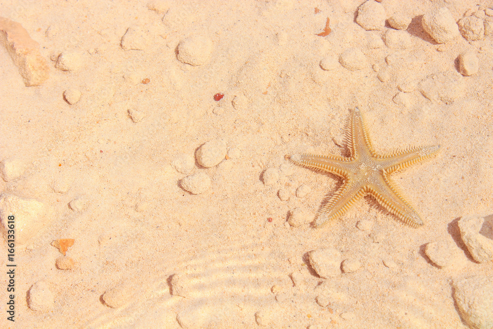 Starfish on the Beach / Starfish on the Beach with Sand in the background Starfish on the Beach / Starfish on the Beach with Sand in the background