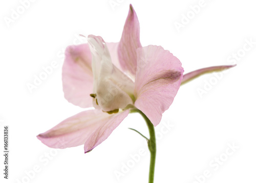 Rose flower of Delphinium, lat. Larkspur, isolated on white background