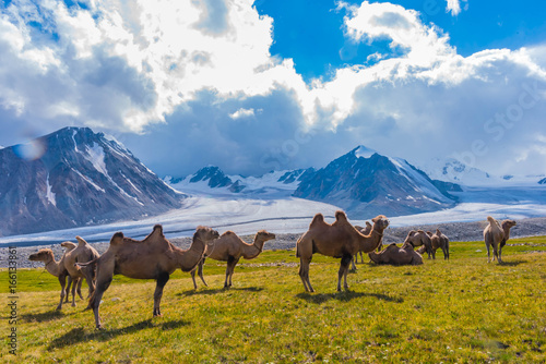 Kamelherde am Potanin Gletscher Mongolei