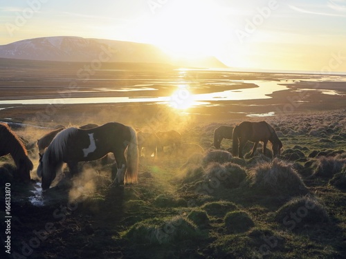 Canvas Print Icelandic horses