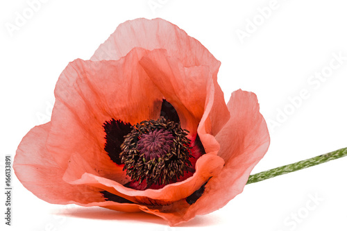 Fototapeta Naklejka Na Ścianę i Meble -  Flower of rose poppy, lat. Papaver, isolated on white background
