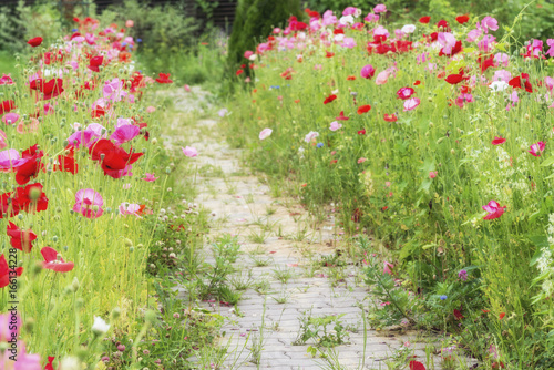 Fototapeta Naklejka Na Ścianę i Meble -  A path of red poppies in the summer garden