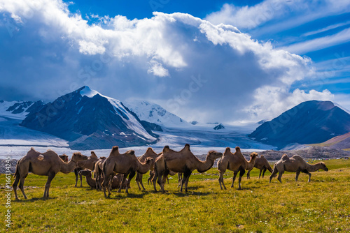 Kamelherde im Gegenlicht, Tavan Bogd, Mongolei photo