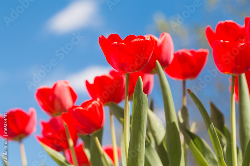 Red tulips against a blue sky