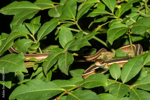 A close up of an Eastern Ribbon Snake climbing in a tree.