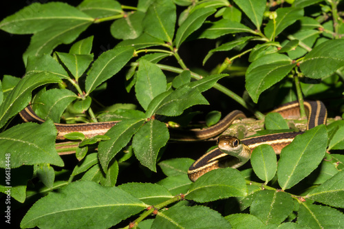 A close up of an Eastern Ribbon Snake climbing in a tree. photo