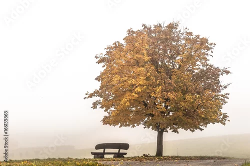 Obraz Ławka pod drzewem