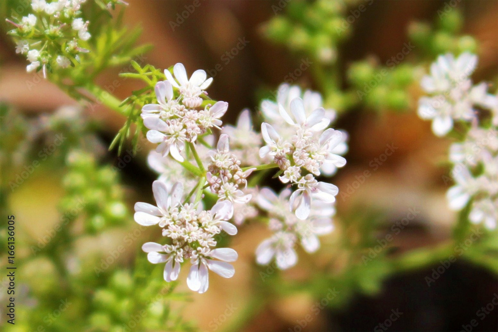 White and Pink Petals Flower over Green Stems