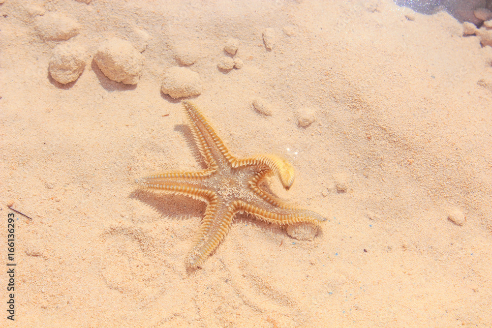 Starfish on the Beach / Starfish on the Beach with Sand in the background Starfish on the Beach / Starfish on the Beach with Sand in the background