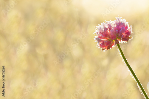 pink flower of a clover is covered with hoarfrost  close up © yanikap