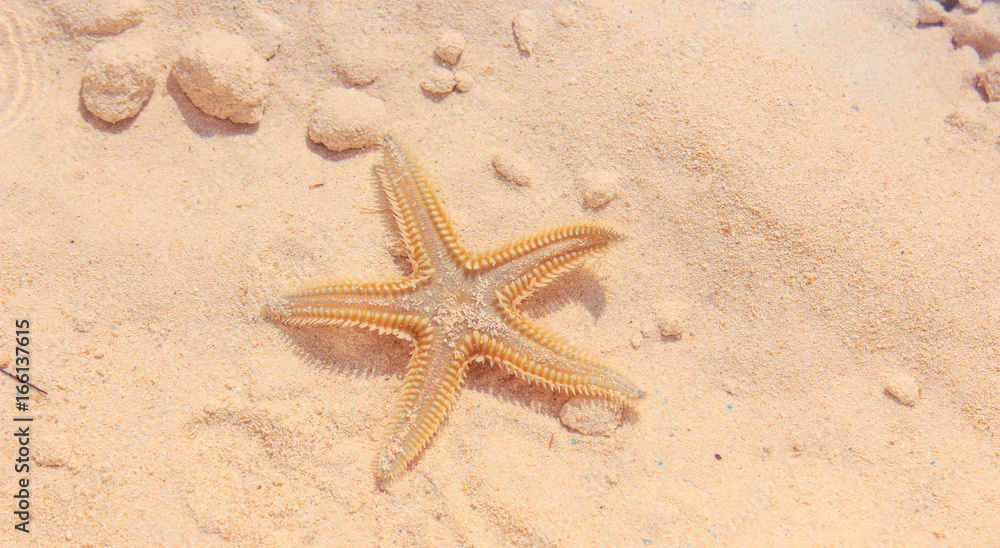 Starfish on the Beach / Starfish on the Beach with Sand in the background Starfish on the Beach / Starfish on the Beach with Sand in the background