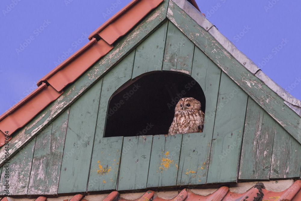 Naklejka premium Waldkautz im Dachboden