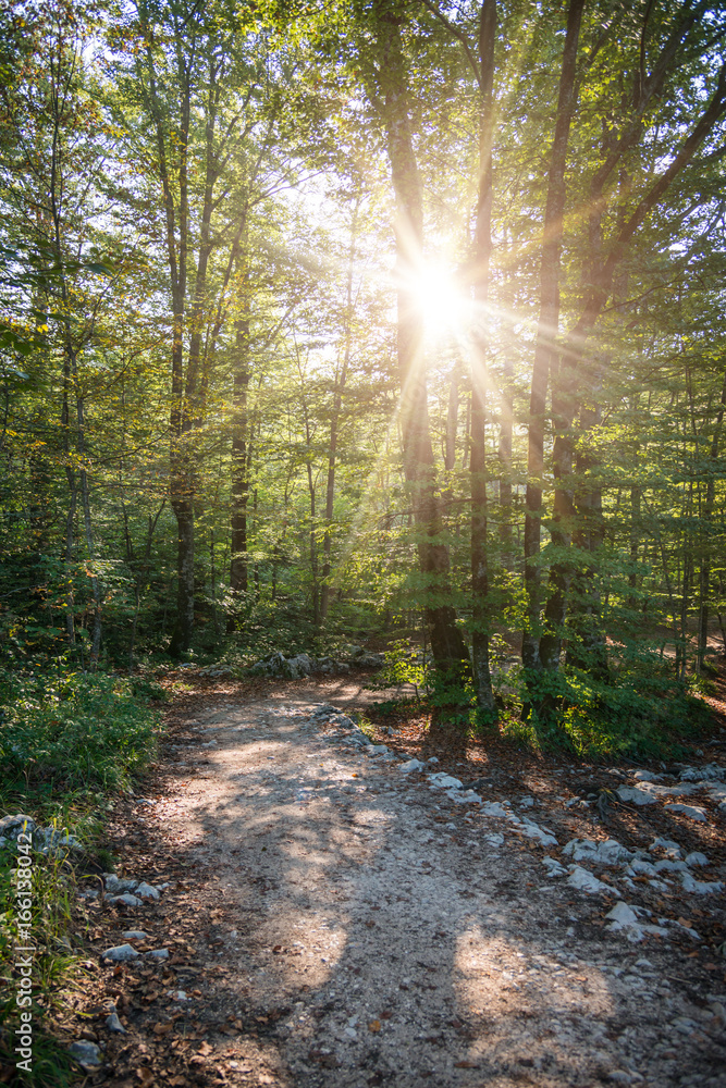 Obraz premium Path in green forest at sunrise