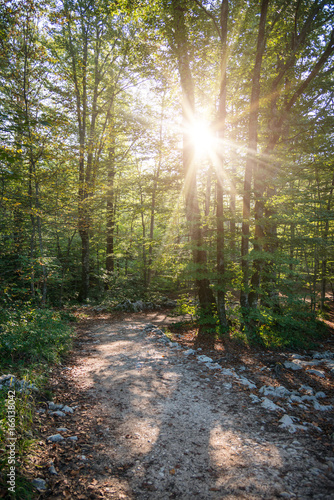 Fototapeta Naklejka Na Ścianę i Meble -  Path in green forest at sunrise